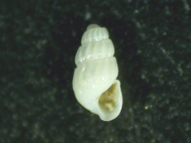 Chrysallida flexuosa?  S !